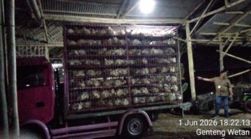 USAHA PEMOTONGAN AYAM DI RANGON GENTENG WETAN DIDUGA BELUM LENGKAP IZIN, JADI SOROTAN WARGA